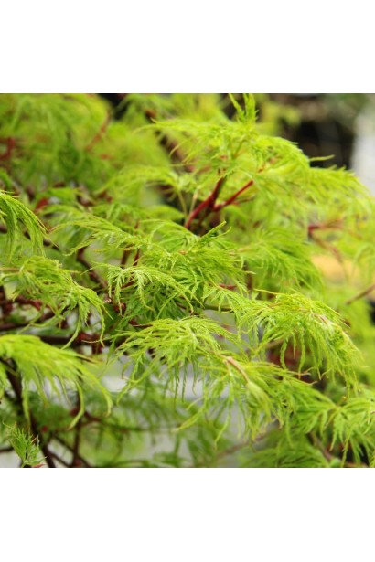 Acer palmatum ’Emerald Lace’